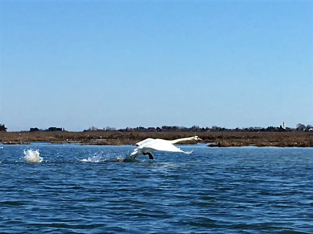 burano kayak detourist