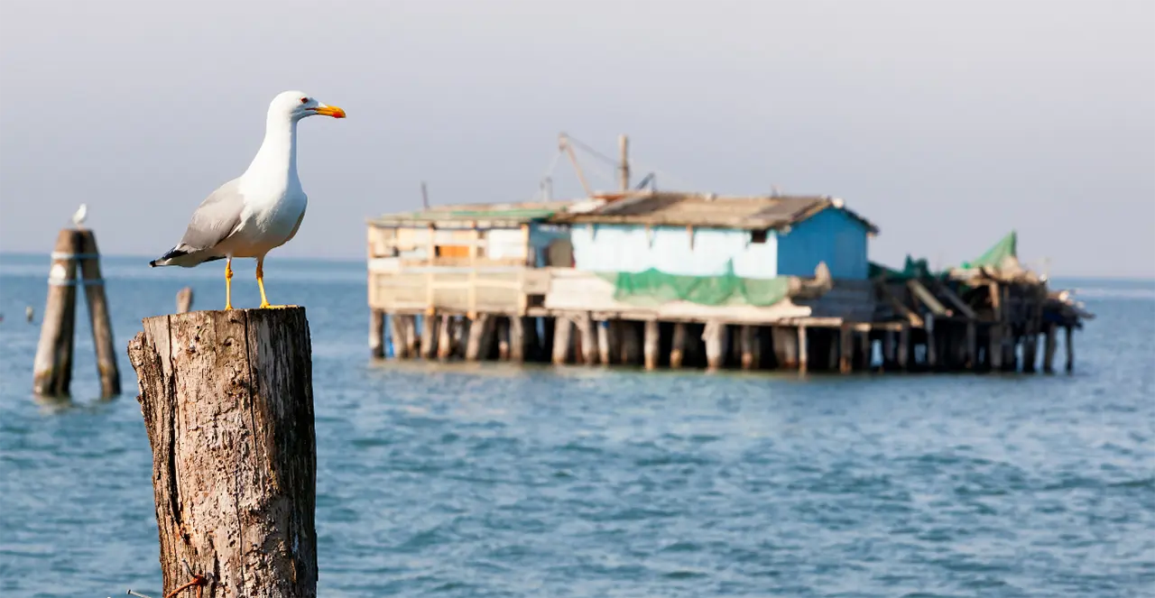 Venice Bike Hopping Tour: Lido & Pellestrina - deTourist