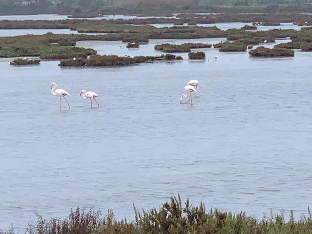 Venice Lagoon Bike Flamingo
